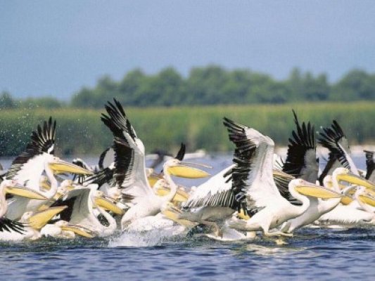 Guvernatorul Deltei Dunării susţine un singur organism de control